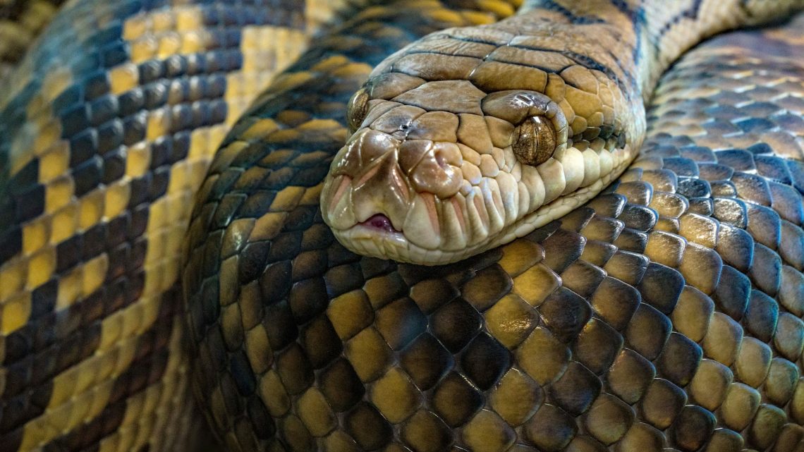 As Maiores Cobras do Mundo: Conheça as Gigantes do Reino Animal